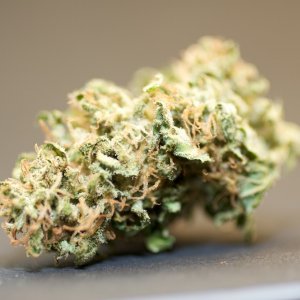 LBH_bud_06