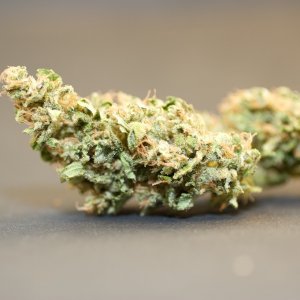 LBH_bud_07