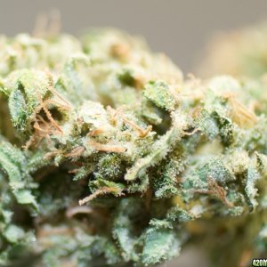 LBH_bud_08