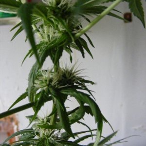 Sativa Flowering