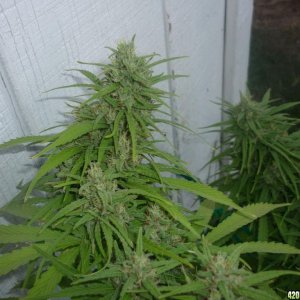 Oct_1st_Big_Plant_Main_Cola