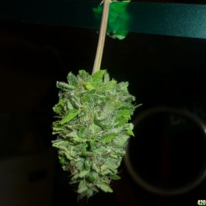 Oct_1st_Plant_Bud_Shot3