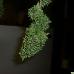 Oct_1st_Small_Plant_Bud_Shot5