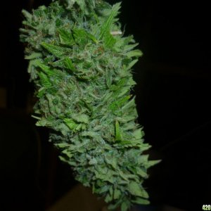 Oct_1st_Small_Plant_Bud_shot