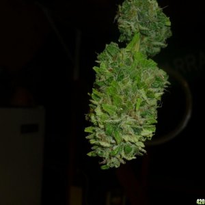 Oct_1st_Small_Plant_Bud_shot1