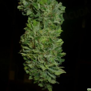 Oct_1st_Small_Plant_Bud_shot2