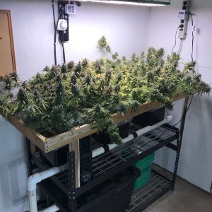 CD-1 Scrog.jpg