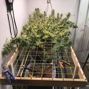 CD-1 Scrog1.jpg