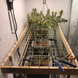 CD-1 Scrog2.jpg