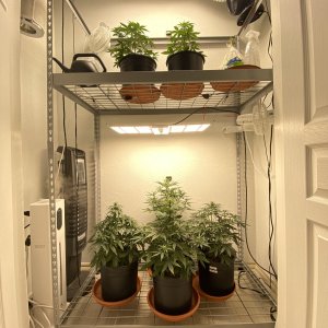 Closet Grow.jpg