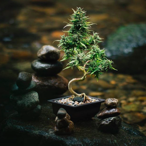 Cannabis-Bonsai-North-Vancouver-British-Columbia-Canada (1).png