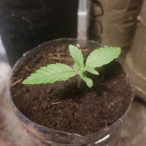 2506887_sweet-seeds-red-hot-cookies-grow-journal-by-ch33chsweet-seedsred-hot-cookies.jpg