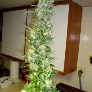 AK47 harv 10wks cola.jpg