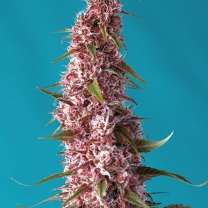 RED_PURE_AUTO_CBD(R)_SWS81.jpg