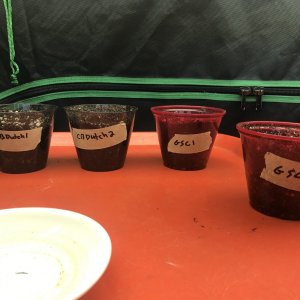 Photo 4 - Planted Seeds.jpeg