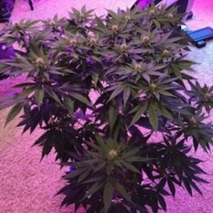 new grow 16.jpg