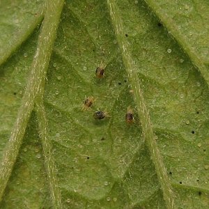 spider_mites1.jpg