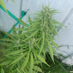 Oct_3rd_Big_Plant