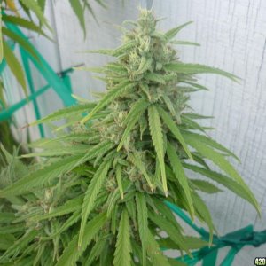 Oct_6th_Big_Plant