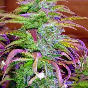 Wild Thailand Bud4 8_15_20.jpg