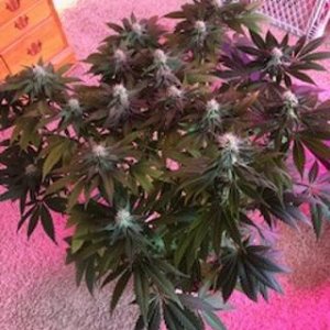 new grow 18.jpg