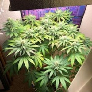 new grow 20.jpg