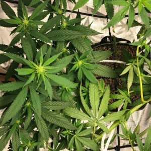 Day 10 Flowering 2.jpg