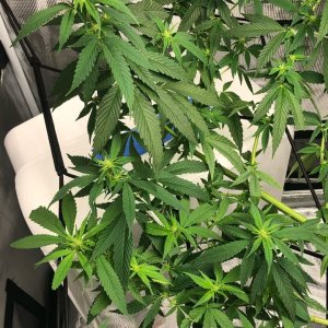 Day 10 Flowering 3.jpg