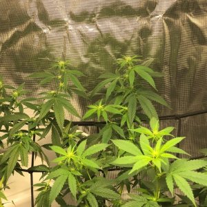 Day 10 Flowering 4.jpg