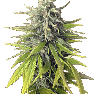 Durban-Poison-Feminized-Marijuana-Strains.png