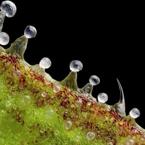 Trichomes-black-background.jpg