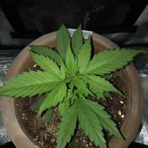 Plant 3a.jpg