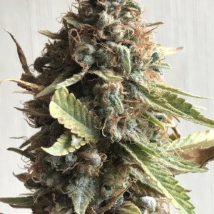 Durban Poison-Day 75F-b.JPG