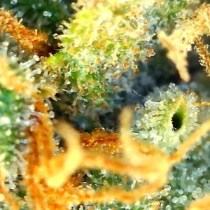 Durban Poison-Day 75F-d.jpg