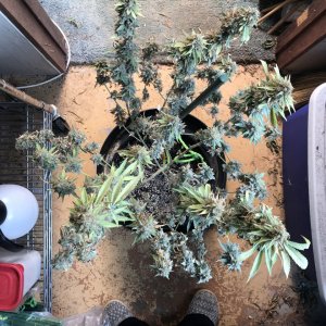 Durban Poison-Day 75F-h.JPG