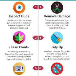 stop-gray-mold-botrytis-bud-rot-cannabis-infographic-sm-3.jpg