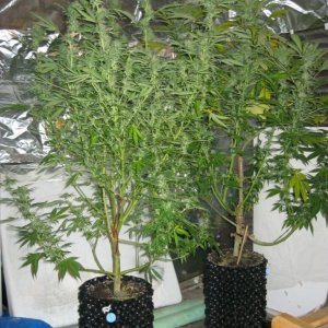 AK-48 & Twilight in air pots!