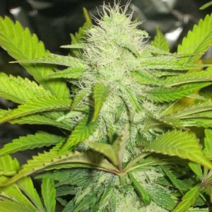 AK-48 organic grow 5th week flowering air pots