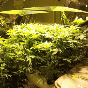 flwr_day12_nl