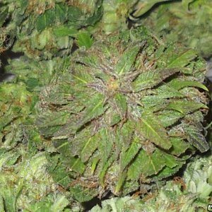 Woodsman Outdoors 10-5 Pink Lady Harvest