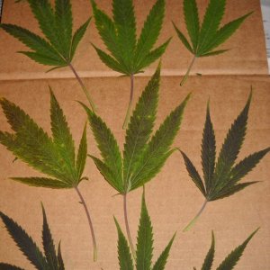 Woodsman Outdoors 10-5 Pink Lady Leaves