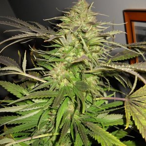 Woodsman Outdoors 10-5 Pre Harvest Pink