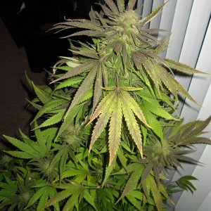 Woodsman Outdoors 10-5 Pre Harvest Pink