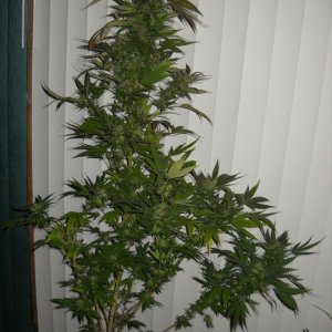 Woodsman Outdoors 10-5 Pre Harvest Pink