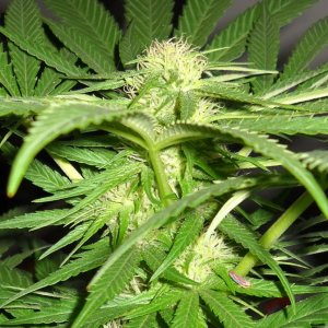 Woodsman Outdoors 10-5 Bubba Kush