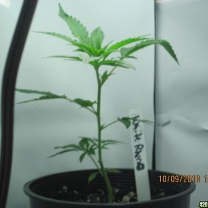 White Rino clone transplanted