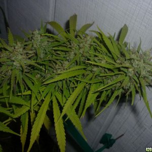 Oct_9th_Big_Plant8