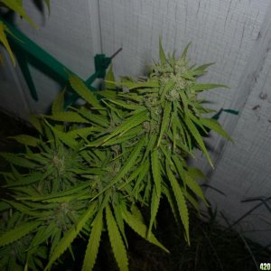 Oct_9th_Big_Plant9