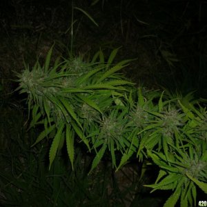 Oct_9th_Big_Plant10