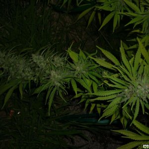 Oct_9th_Big_Plant11